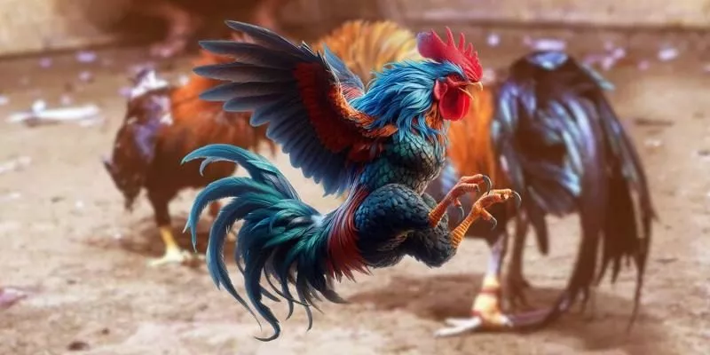 Các câu hỏi thường gặp về trực tiếp đá gà Thomo tại nhà cái BU88