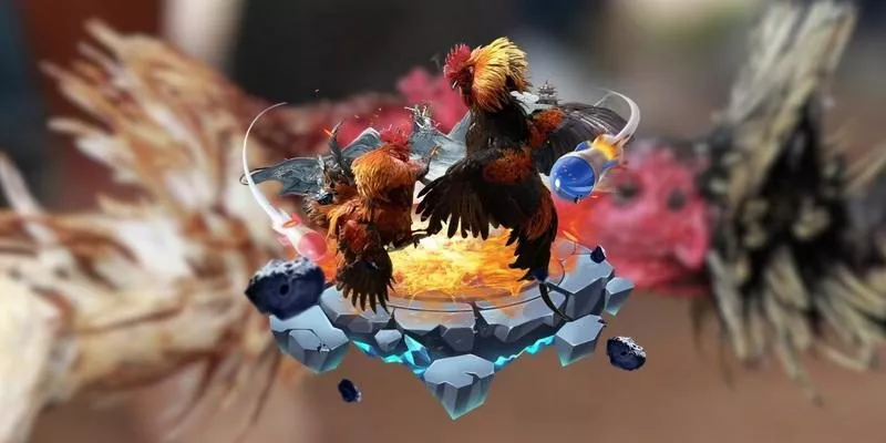 Các Thắc Mắc Thường Gặp Khi Tham Gia Đá Gà Thomo Trực Tiếp tại Nhà Cái BU88