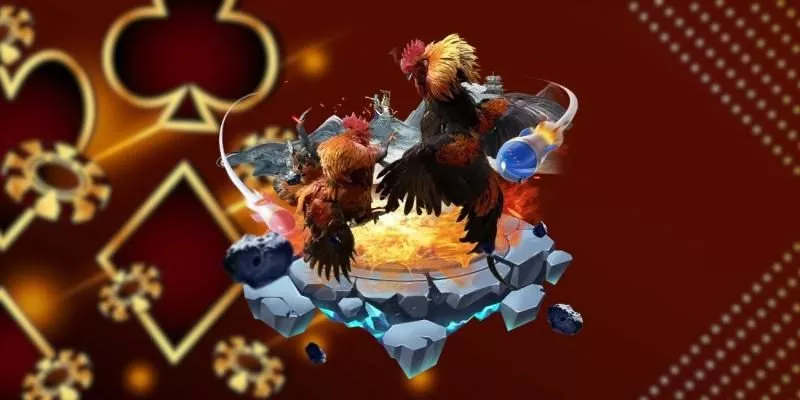 Chiến Thuật Và Kỹ Năng Tham Gia Đá Gà Thomo Trực Tiếp Tại Nhà Cái BU88